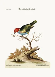 Der rotköpfige Grünfink, 1749-73